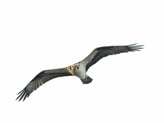 Osprey in flight on white background, isolated