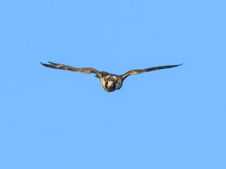 Peregrine Falcon in Flight on Blue Sky

