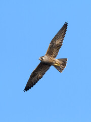 Peregrine Falcon in Flight on Blue Sky
