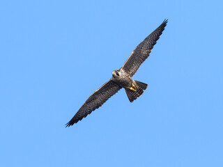 Peregrine Falcon in Flight on Blue Sky

