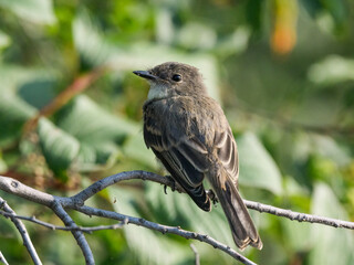 Eastern Phoebe in Late Summer on Green Background