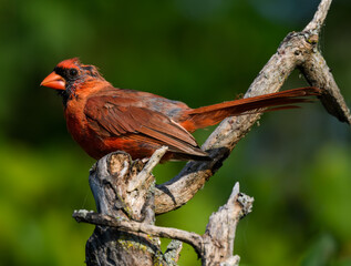 Male Northern  Cardinal in Late Summer on Green Background