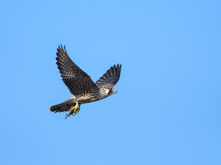 Obraz premium Peregrine Falcon with prey flying on blue sky
