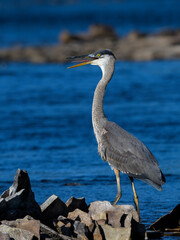 Great Blue Heron Standing on Rock against River Blue Water