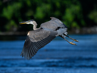 Great Blue Heron Flying Over River