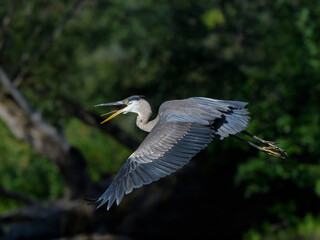 Great Blue Heron Flying against Green Trees