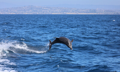 dolphin jumping in the water