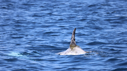 dolphin in water, risso's 