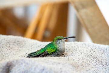 Hummingbird in South America - Paraguay, Guiara
