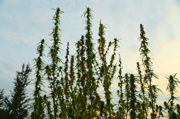 Legal cannabis plantation for therapeutic medical use