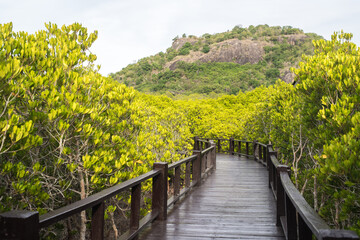 Fototapeta na wymiar Image of the mangrove forest pathway in a natural atmosphere.