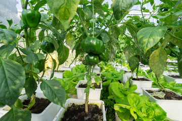 Fresh organic vegetable grown using aquaponic or hydroponic farming