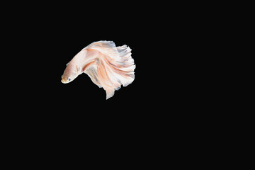 Siamese fighting fish (Halfmoon betta )isolated on black background. with clipping path.	