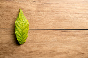 An image of a green leaf placed on a wooden floor
