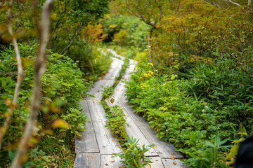 Fototapeta premium 秋の紅葉が始まった長野県北安曇郡小谷村の栂池自然園の展望台までトレッキングしている風景 A view of trekking to the observatory of Tsugaike Nature Park in Otari Village, Kita-Azumi-gun, Nagano Prefecture, where the autumn leaves have begun to cha