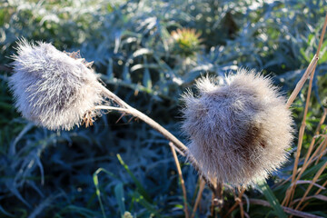 close up of thistle seed heads