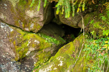 秋の紅葉が始まった長野県北安曇郡小谷村の栂池自然園の展望台までトレッキングしている風景 A view of trekking to the observatory of Tsugaike Nature Park in Otari Village, Kita-Azumi-gun, Nagano Prefecture, where the autumn leaves have begun to cha