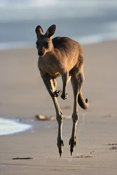 Jumping kangaroo on the beach in Australia