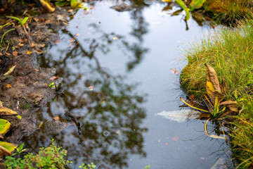 秋の紅葉が始まった栂池自然園の展望台までトレッキングしている風景 A view of trekking to the observatory of Tsugaike Nature Park, where the autumn leaves have started to change color. 