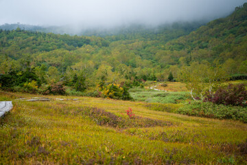 秋の紅葉が始まった栂池自然園の展望台までトレッキングしている風景 A view of trekking to the observatory of Tsugaike Nature Park, where the autumn leaves have started to change color. 