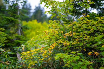 秋の紅葉が始まった栂池自然園の展望台までトレッキングしている風景 A view of trekking to the observatory of Tsugaike Nature Park, where the autumn leaves have started to change color. 