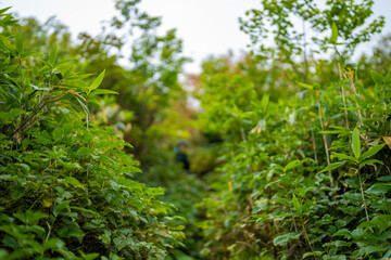 秋の紅葉が始まった栂池自然園の展望台までトレッキングしている風景 A view of trekking to the observatory of Tsugaike Nature Park, where the autumn leaves have started to change color. 