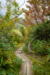 Fototapeta na wymiar 秋の紅葉が始まった栂池自然園の展望台までトレッキングしている風景 A view of trekking to the observatory of Tsugaike Nature Park, where the autumn leaves have started to change color. 