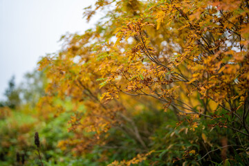 秋の紅葉が始まった栂池自然園の展望台までトレッキングしている風景 A view of trekking to the observatory of Tsugaike Nature Park, where the autumn leaves have started to change color. 
