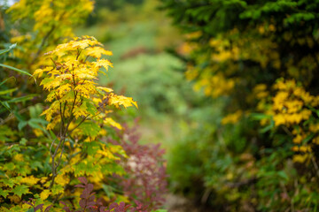 Fototapeta premium 秋の紅葉が始まった栂池自然園の展望台までトレッキングしている風景 A view of trekking to the observatory of Tsugaike Nature Park, where the autumn leaves have started to change color. 