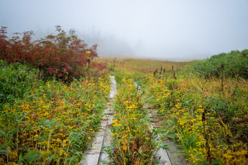 Fototapeta premium 秋の紅葉が始まった栂池自然園の展望台までトレッキングしている風景 A view of trekking to the observatory of Tsugaike Nature Park, where the autumn leaves have started to change color. 