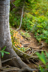 秋の紅葉が始まった栂池自然園の展望台までトレッキングしている風景 A view of trekking to the observatory of Tsugaike Nature Park, where the autumn leaves have started to change color. 