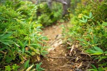 秋の紅葉が始まった栂池自然園の展望台までトレッキングしている風景 A view of trekking to the observatory of Tsugaike Nature Park, where the autumn leaves have started to change color. 