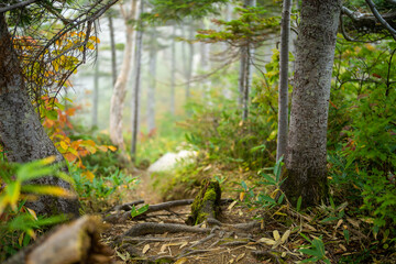 秋の紅葉が始まった栂池自然園の展望台までトレッキングしている風景 A view of trekking to the observatory of Tsugaike Nature Park, where the autumn leaves have started to change color. 