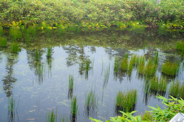 Obraz premium 秋の紅葉が始まった栂池自然園の展望台までトレッキングしている風景 A view of trekking to the observatory of Tsugaike Nature Park, where the autumn leaves have started to change color. 