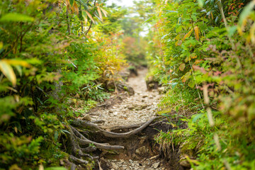 秋の紅葉が始まった栂池自然園の展望台までトレッキングしている風景 A view of trekking to the observatory of Tsugaike Nature Park, where the autumn leaves have started to change color. 