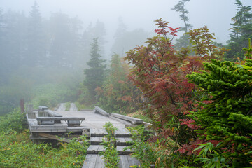 秋の紅葉が始まった栂池自然園の展望台までトレッキングしている風景 A...