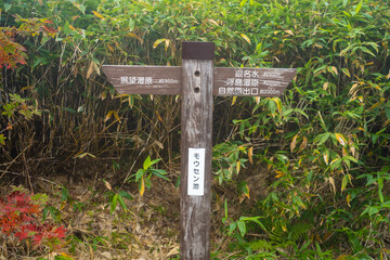 秋の紅葉が始まった栂池自然園の展望台までトレッキングしている風景 A view of trekking to the observatory of Tsugaike Nature Park, where the autumn leaves have started to change color. 