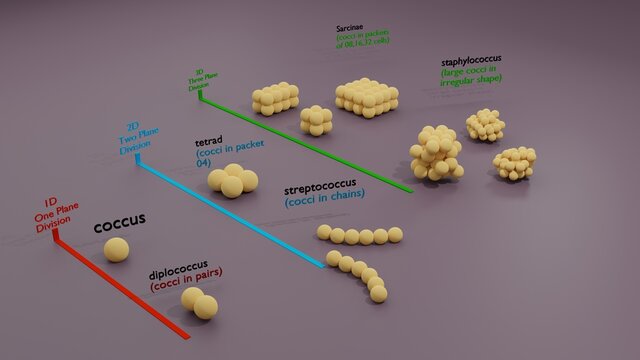 3D illustration - Coccus Bacterium in all three-dimensional planes.