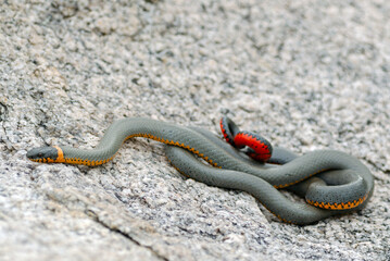 Ring-necked Snake (Diadophis punctatus)