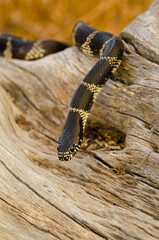 Desert Kingsnake (Lampropeltis splendida) on saguaro cactus skeleton