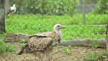 red tailed hawk