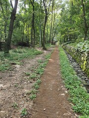 path in the forest