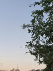 trees and sky