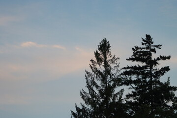 sunset in the forest