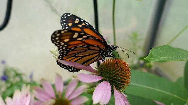Monarch butterfly flapping wings while drinking nectar from a coneflower