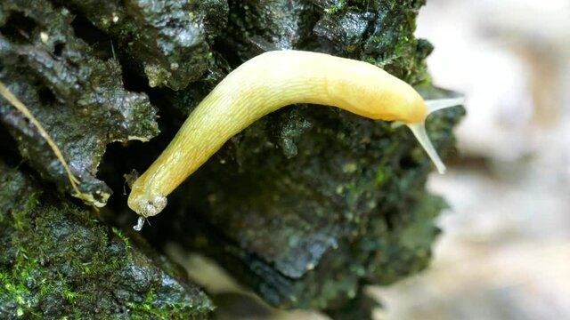 Yellow slug crawling slowly over wet log close-up
