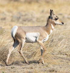 antelope, pronghorn, wildlife