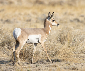 antelope, pronghorn, wildlife