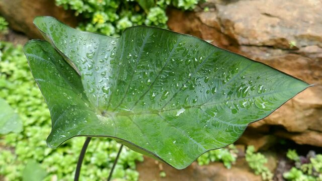 Large green arrow shaped leaf with water droplets