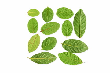 Fototapeta na wymiar dry guava leaves isolated in white background with copy space